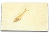 Bargain, Fossil Fish (Diplomystus) - Wyoming #379499-1